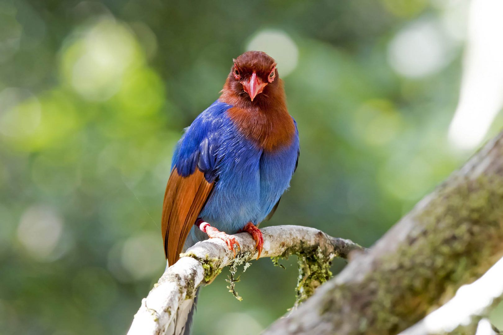 blue-magpie-sinharaja-shutterstock_424132846