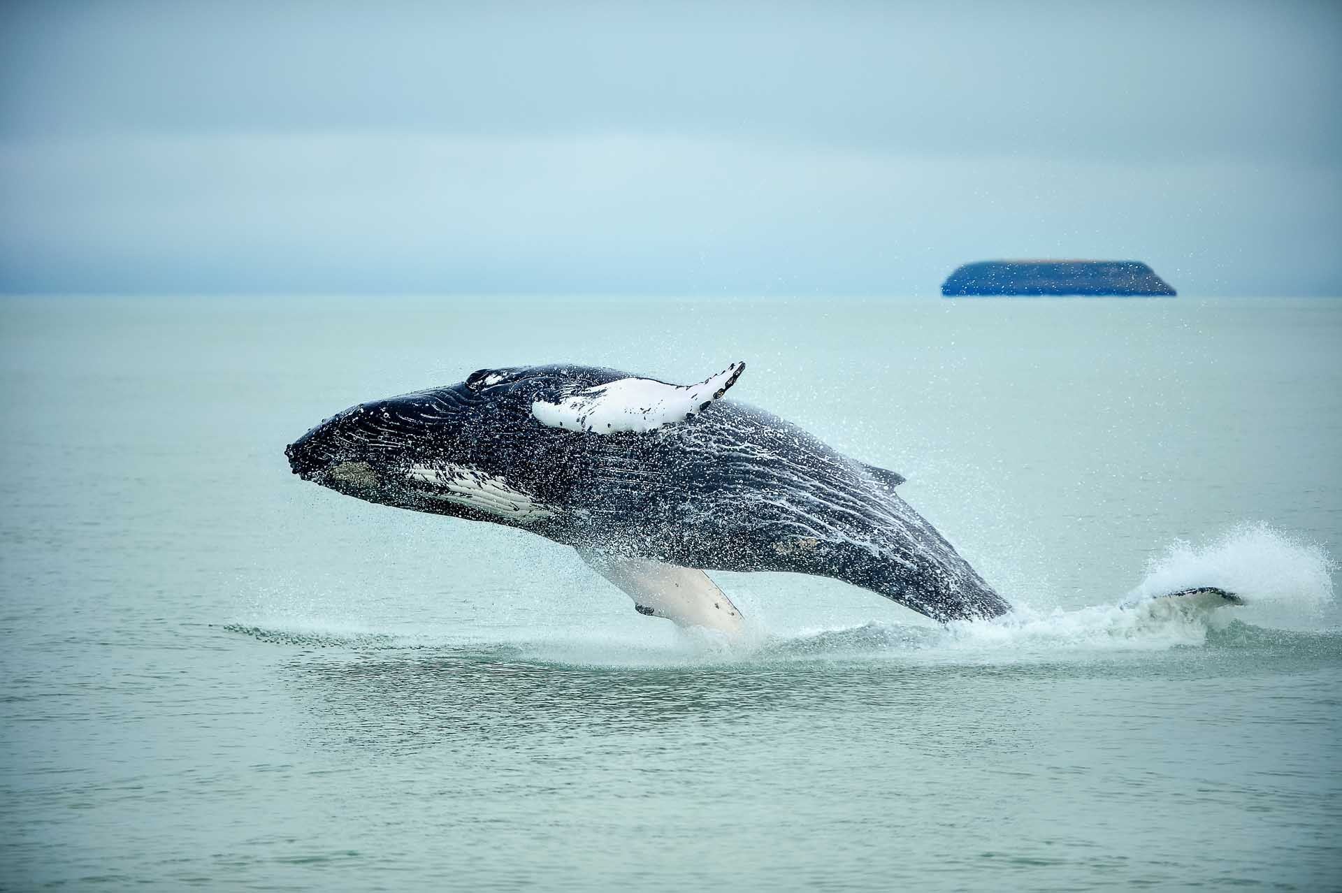 husavik-whale-iceland-shutterstock_635494115