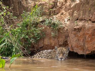 Jaguars in North Pantanal