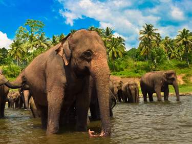 Sri Lanka Family Adventure