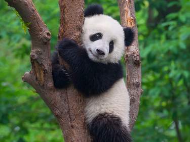 Sichuan Specialities: Chengdu, Temples and Pandas