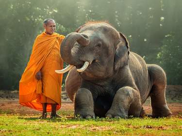 Laos Elephants & Jungle