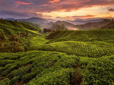 The Cameron Highlands in a Nutshell