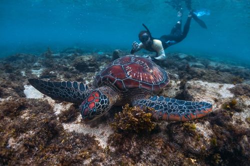 apo-reef-island-philippines-shutterstock_1436855105