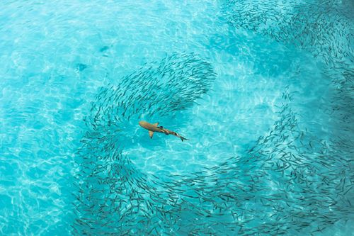 Black tip Reef shark in Maldives © Ciril Monteiro/Shutterstock