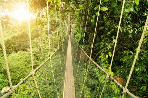 Things not to miss: Canopy bridge in Taman Negara, Malaysia.