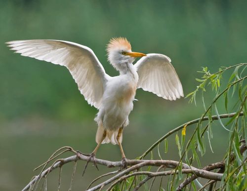 cattle-egret-dominican-republic-shutterstock_42961963