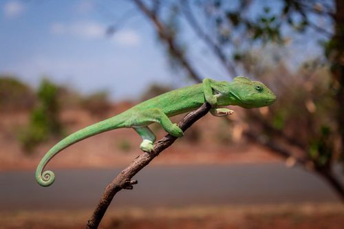 Chameleon in Madagascar © Shutterstock