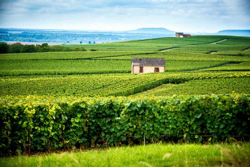 champagne-reims-france-shutterstock_1067026169