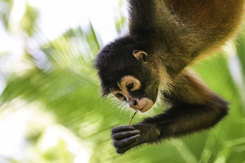 corcovado-costa-rica-shutterstock_613511666