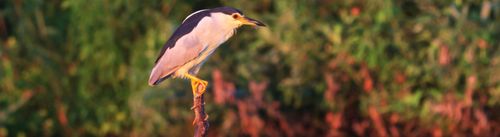 Black crowned night heron