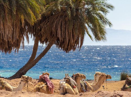 egypt-sinai-camel-shutterstock_1346644649