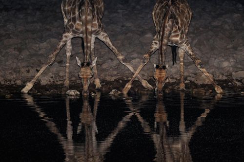 Etosha-Namibia-shutterstock_1209234511