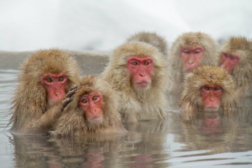 hot-spring-snow-monkey-japan-shutterstock_516033991