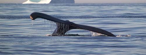 Humpback Whale