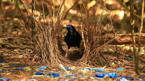 Male Satin Bowerbird in his bower with collected blue objects