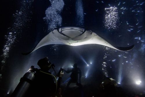 Manta-Rays-Hawaii-shutterstock_1090964468