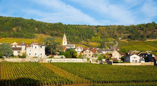 View of famous vineyards near Saint-Aubin village in France © Iakov Filimonov/Shutterstock