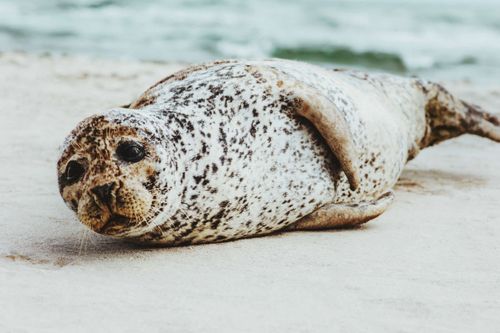 sandy-beach-phoca-denmark-shutterstock_793407136