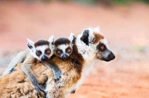 Ringtailed lemur carrying twin babies in Madagascar © Shutterstock