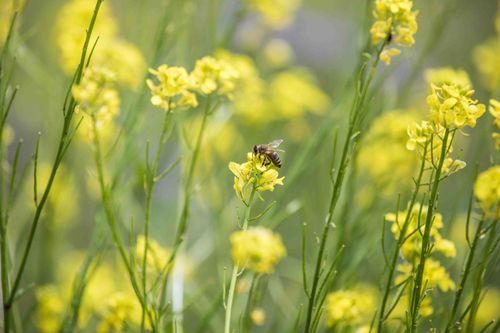 Slovenia bee