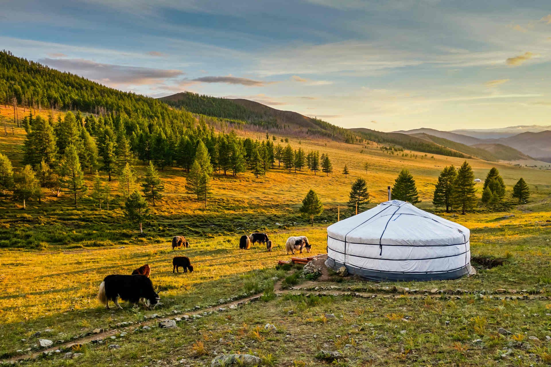 Mongolian yurta