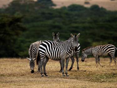 Family Safari in Kenya